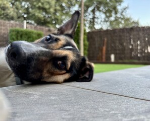 Foto perro de familia tumbado mirando atento julio 2025