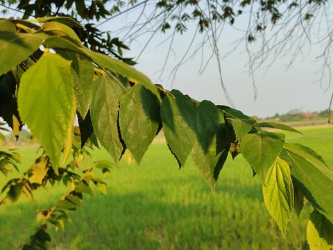 green hackberry leaves on the tree against rice field in the background