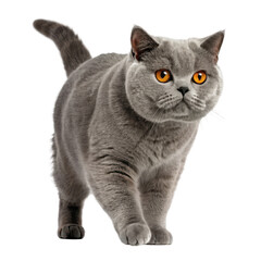 Adorable fluffy grey british shorthair cat with bright orange eyes standing and looking forward isolated on transparent background