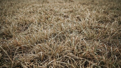 Fototapeta premium Chemical or Pesticide Effects on Dying Grass