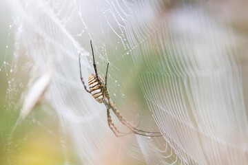 Araña tigre en su telaraña con gotas de rocío al amanecer en las marismas de Doñana