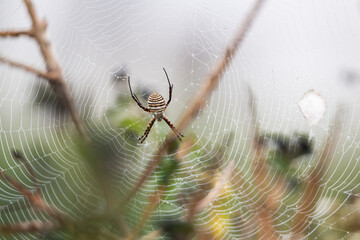 Araña tigre en su telaraña con gotas de rocío al amanecer en las marismas de Doñana