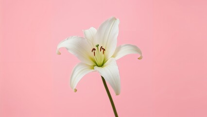 Obraz premium Soft white lily isolated on a light pink background