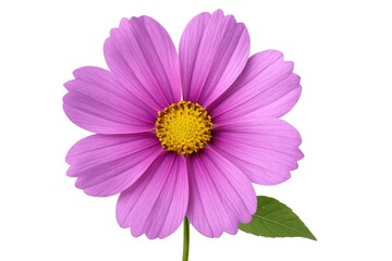 Obraz premium Close-up view of a purple floral bloom on a white background