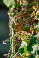 꽃의 꿀을 먹고있는 나비