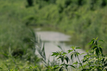 아웃포커스 된 강물