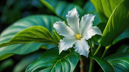 Obraz premium Small White Bauhinia Flowering Plant with Delicate Blooms