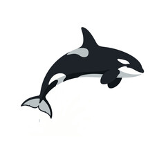 Naklejka premium A simple, stylized illustration of a black and white orca, or killer whale, leaping majestically against an isolated white background.