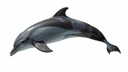 Fototapeta premium Single dolphin displayed on a white surface