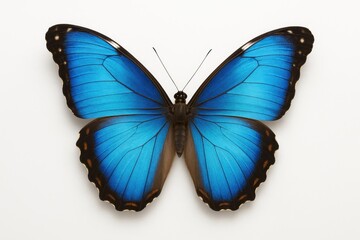 Obraz premium Colorful butterfly displayed on a white surface