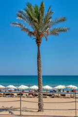 VIEW OF THE CENTRAL BEACH OF GUARDAMAR DEL SEGURA, ALICANTE, SPAIN WITH A PALM TREE ON THE FINE SAND OF THE BEACH