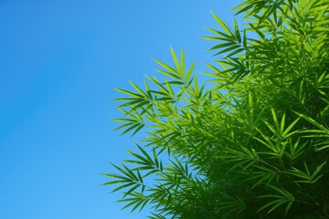 Scenic bamboo leaves against a vibrant blue sky background