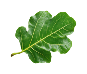 Captivating green leaf nature organic design view, isolated on transparent background, png