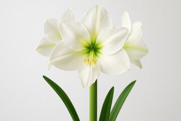 Fototapeta premium Exploring the different types of Amarillys and Hippeastrum blooms