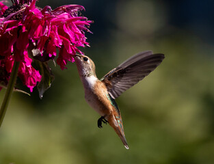 hummingbird on a flower