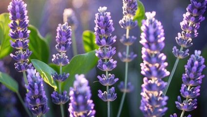 Obraz premium Upright shot showcasing vibrant lavender in full bloom