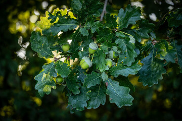Acorns on an oak tree on a summer's evening