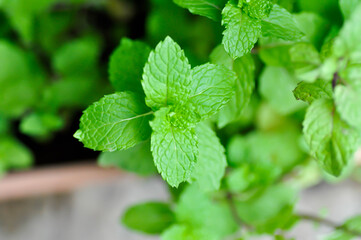 peppermint plant, marsh mint or mentha cordifolia