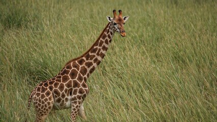 Obraz premium Largest giraffe variety with irregular star-shaped markings from East African regions