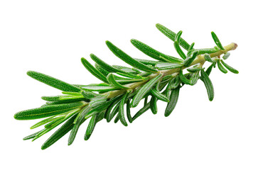 Fototapeta premium Fresh green rosemary herb sprig isolated on transparent background