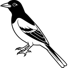 Oriole line art vector