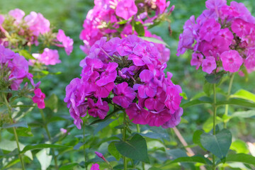 Brightly purple flowers. Phlox is grown as garden plants. Cottage garden. Floral decoration. Sunny day.