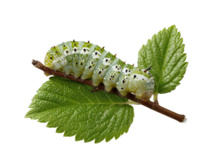 Caterpillar feeding on leaf natural habitat nature, isolated on transparent background, png
