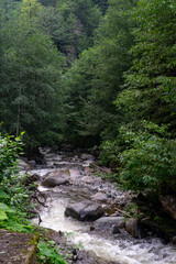 Clean mountain river flowing through stones and rocks in green forest