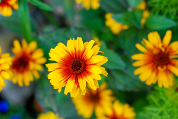 yellow flowers in the garden