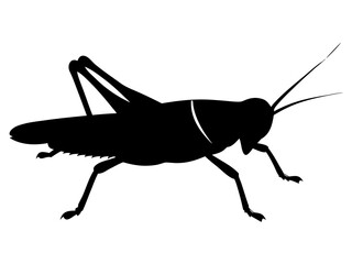 Grasshopper silhouette vector,Grasshopper icon