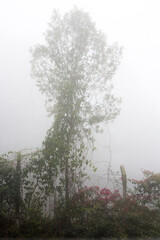 Trees in the foggy forest, brazil