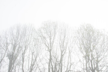Trees in the foggy forest, brazil
