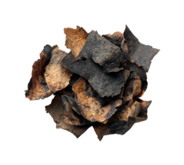 Exploring charred bark textures forest nature textures, isolated on transparent background, png