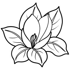 Sweetbay Magnolia line art vector