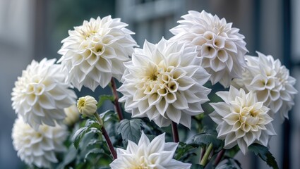 Beautifully Blooming White Dahlia Flower