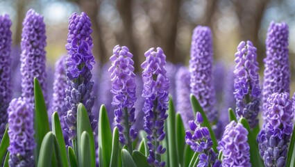 Obraz premium Purple Flower of Hyacinth Variety