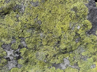 texture of moss on a stone. texture of moss on a rock. ukrainian mountains. natural texture
