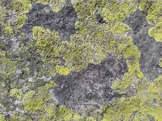texture of moss on a stone. texture of moss on a rock. ukrainian mountains. natural texture
