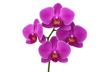 White background highlighting a purple orchid flower