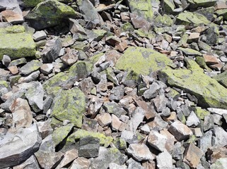 texture of moss on a stone. texture of moss on a rock. ukrainian mountains. natural texture