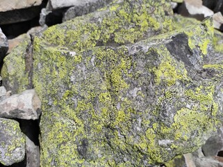 texture of moss on a stone. texture of moss on a rock. ukrainian mountains. natural texture