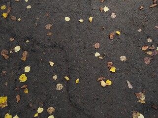 Texture of yellow leaves on black ground. Texture of black ground. fallen autumn leaves