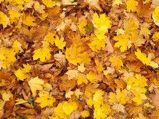 Texture of autumn fallen leaves. Yellow and red leaf texture. Brown texture of fallen leaves. Autumn gold