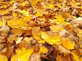 Texture of autumn fallen leaves. Yellow and red leaf texture. Brown texture of fallen leaves. Autumn gold