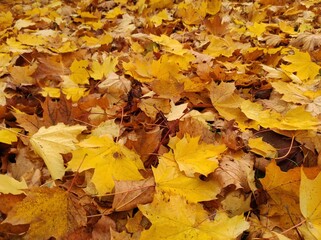 Texture of autumn fallen leaves. Yellow and red leaf texture. Brown texture of fallen leaves. Autumn gold
