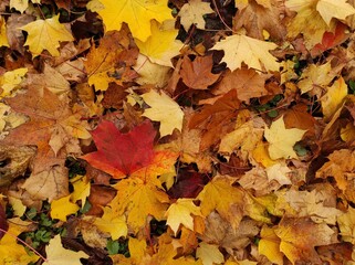 Texture of autumn fallen leaves. Yellow and red leaf texture. Brown texture of fallen leaves. Autumn gold