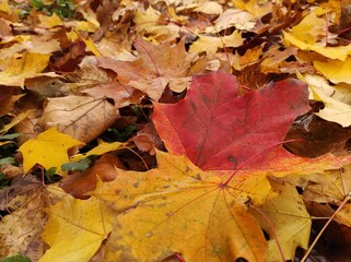 Texture of autumn fallen leaves. Yellow and red leaf texture. Brown texture of fallen leaves. Autumn gold