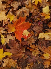 Texture of autumn fallen leaves. Yellow and red leaf texture. Brown texture of fallen leaves. Autumn gold