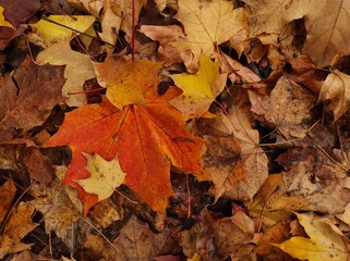 Texture of autumn fallen leaves. Yellow and red leaf texture. Brown texture of fallen leaves. Autumn gold