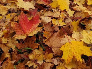 Texture of autumn fallen leaves. Yellow and red leaf texture. Brown texture of fallen leaves. Autumn gold